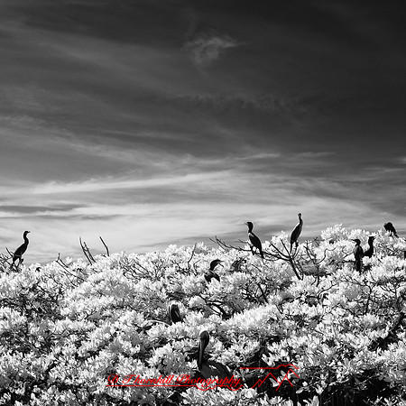florida-2012-infrared-nature_12