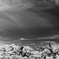 florida-2012-infrared-nature_13