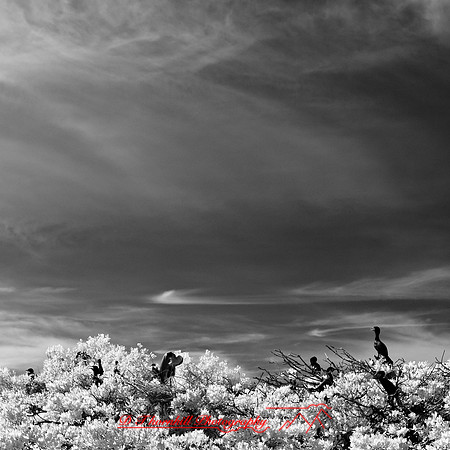 florida-2012-infrared-nature_13