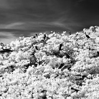 florida-2012-infrared-nature_14