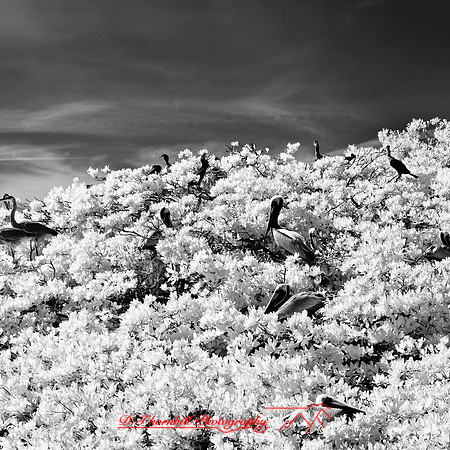 florida-2012-infrared-nature_14