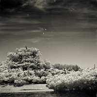 florida-2012-infrared-nature_15-nas
