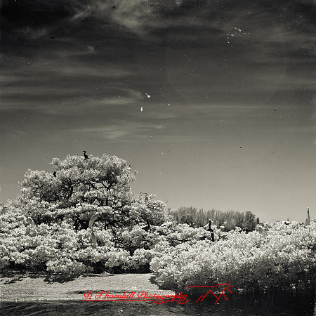 florida-2012-infrared-nature_15-nas