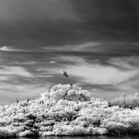 florida-2012-infrared-nature_16