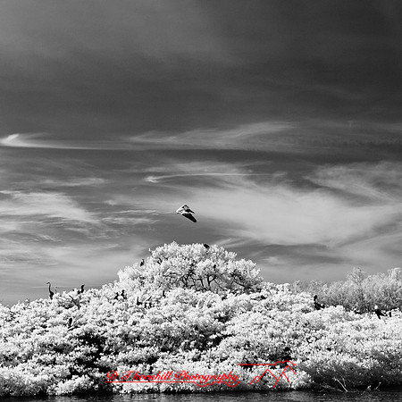 florida-2012-infrared-nature_16
