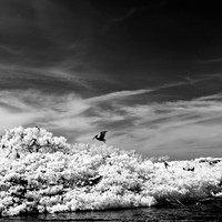 florida-2012-infrared-nature_17