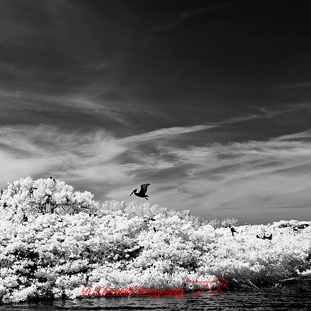 florida-2012-infrared-nature_17
