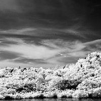 florida-2012-infrared-nature_18