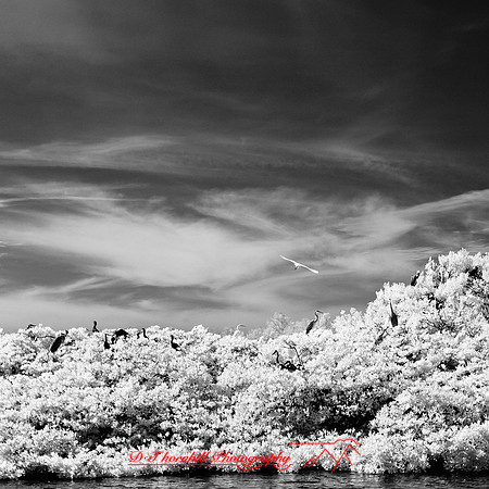 florida-2012-infrared-nature_18