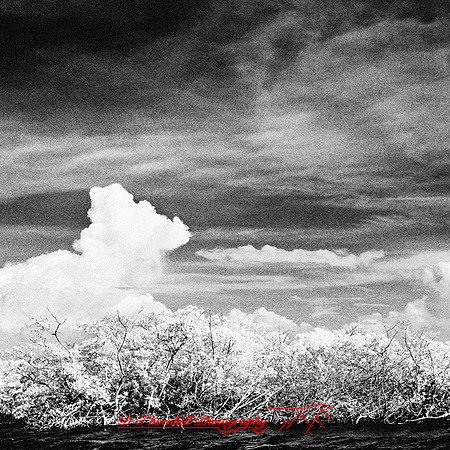 florida-2012-infrared-nature_19-nas
