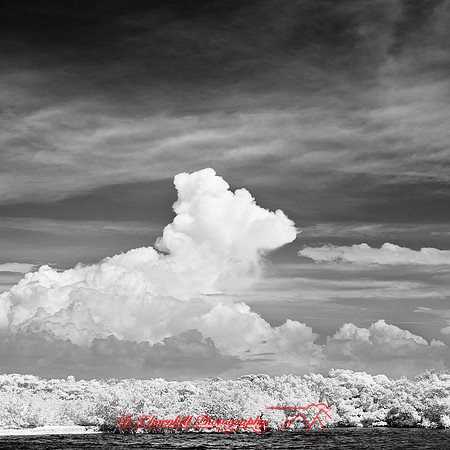florida-2012-infrared-nature_20