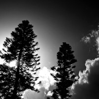 florida-2012-infrared-nature_06