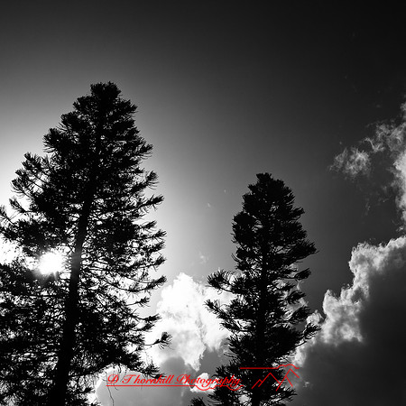 florida-2012-infrared-nature_06