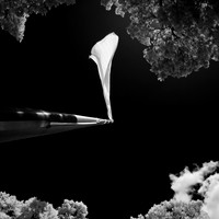 florida-2012-infrared-images_02