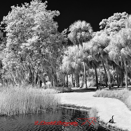 florida-2012-infrared-images_46