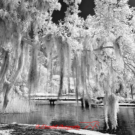 florida-2012-infrared-images_47