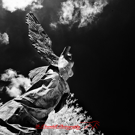 florida-2012-infrared-images_48