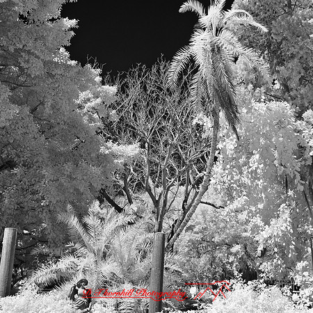 florida-2012-infrared-images_49