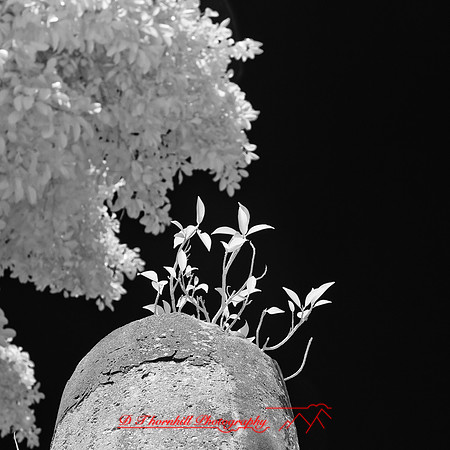 florida-2012-infrared-images_50