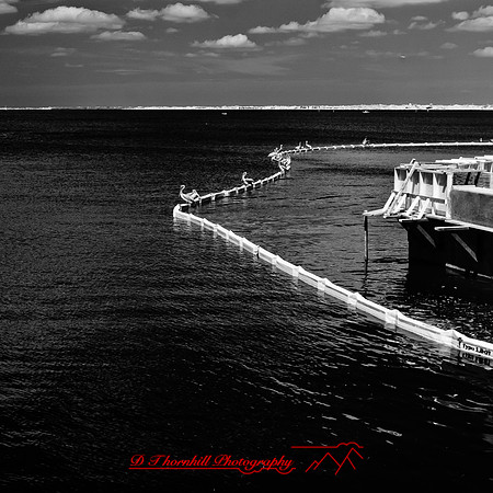 florida-2012-infrared-images_53