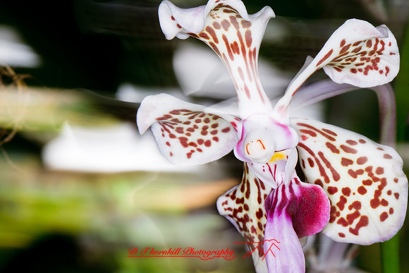 florida-flowers-2011-33