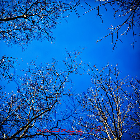 shaiawasses-april-2012_5-01_HDR