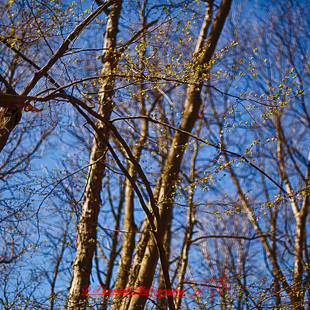 shaiawasses-april-2012_4-01_HDR