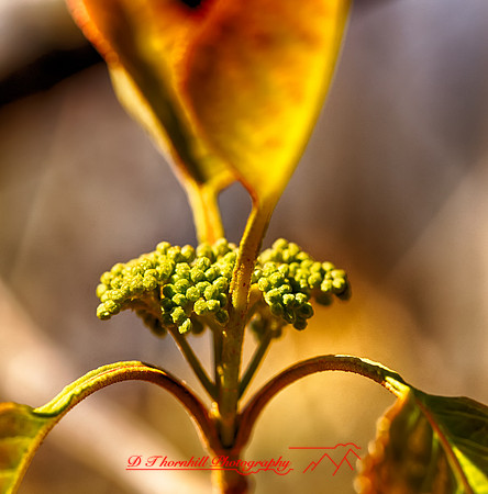 shaiawasses-april-2012_1-01_HDR
