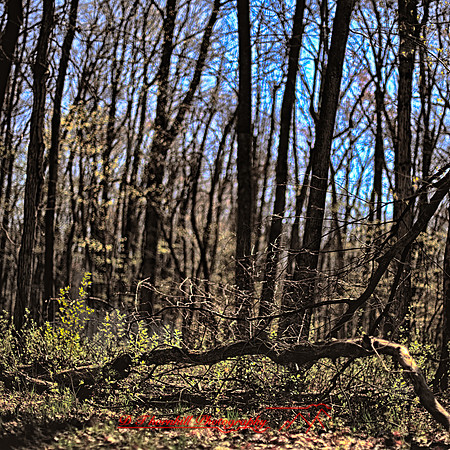 shaiawasses-april-2012_2-01_HDR