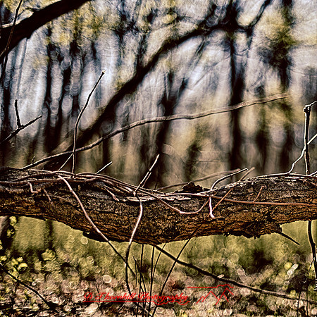 shaiawasses-april-2012_3-01_HDR