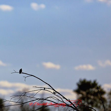 shaiawasses-june-2012-04-nas