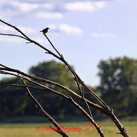 shaiawasses-june-2012-01-nas