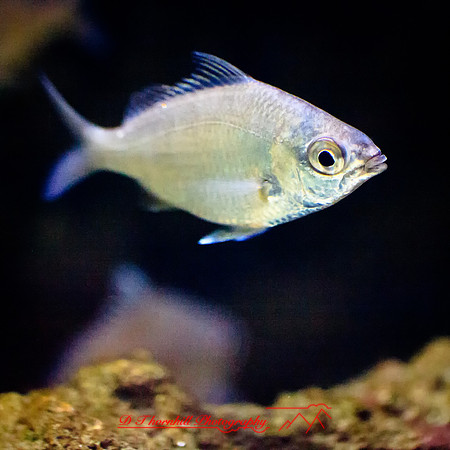 florida-2012-sealife_19-nas