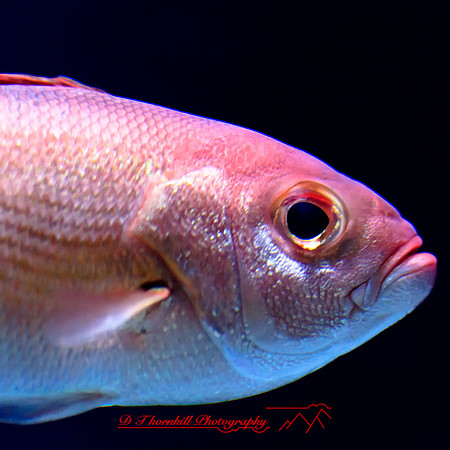 florida-2012-sealife_09-nas