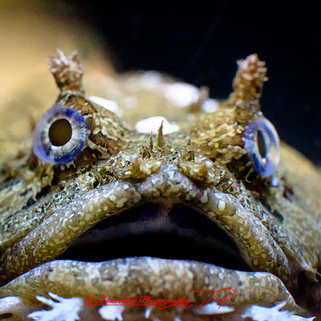florida-2012-sealife_18-nas