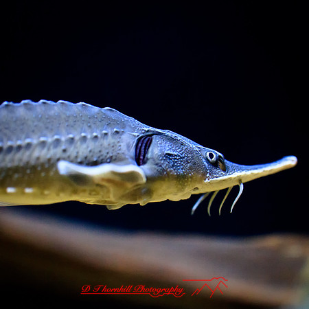 florida-2012-sealife_10-nas