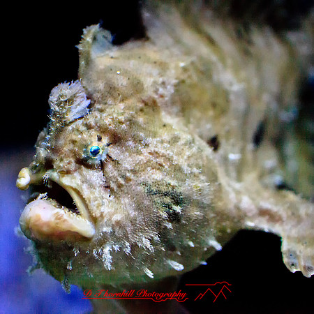 florida-2012-sealife_13-nas