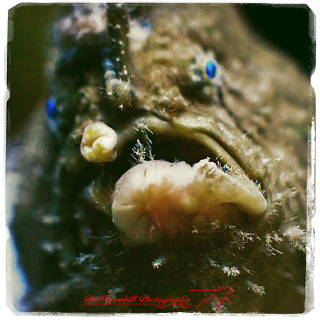 florida-2012-sealife_14-nas