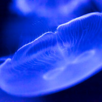 Sealife