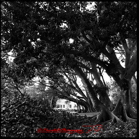 florida-nov-2015-iphone-images-117