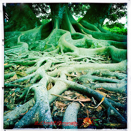 florida-nov-2015-iphone-images-116