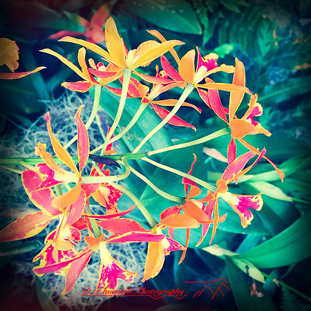 florida-nov-2015-iphone-images-105