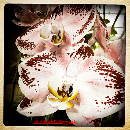 florida-nov-2015-iphone-images-101