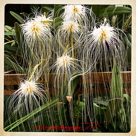 florida-nov-2015-iphone-images-100