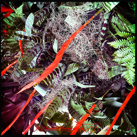 florida-nov-2015-iphone-images-103