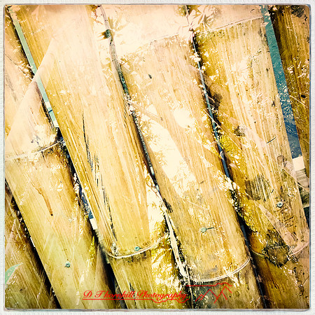 florida-nov-2015-iphone-images-114