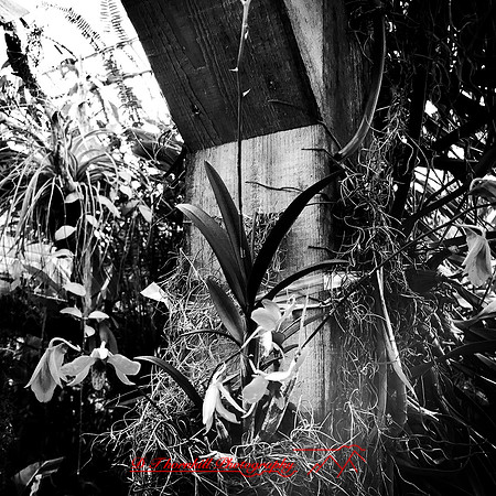 florida-nov-2015-iphone-images-106