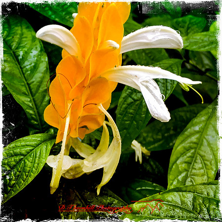 florida-nov-2015-iphone-images-121