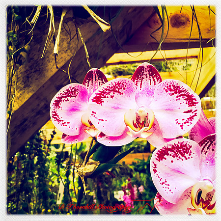 florida-nov-2015-iphone-images-107