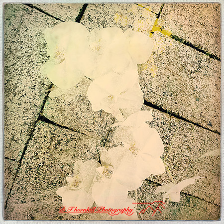 florida-nov-2015-iphone-images-111